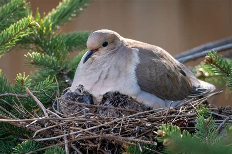 Doves nest - Nesting sites usually are not a limiting factor for mourning doves. Mourning doves typically nest in shrubs and small trees along the edges of cropland, fallow fields, or pastures, or in thinned woodlands. Nests are usually 10 to 30 feet above the ground. Mourning Dove "Nesting Cone" Project.